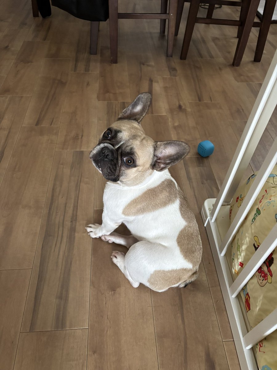 ししゃもん｜フレブル【ひめ】 tweet media