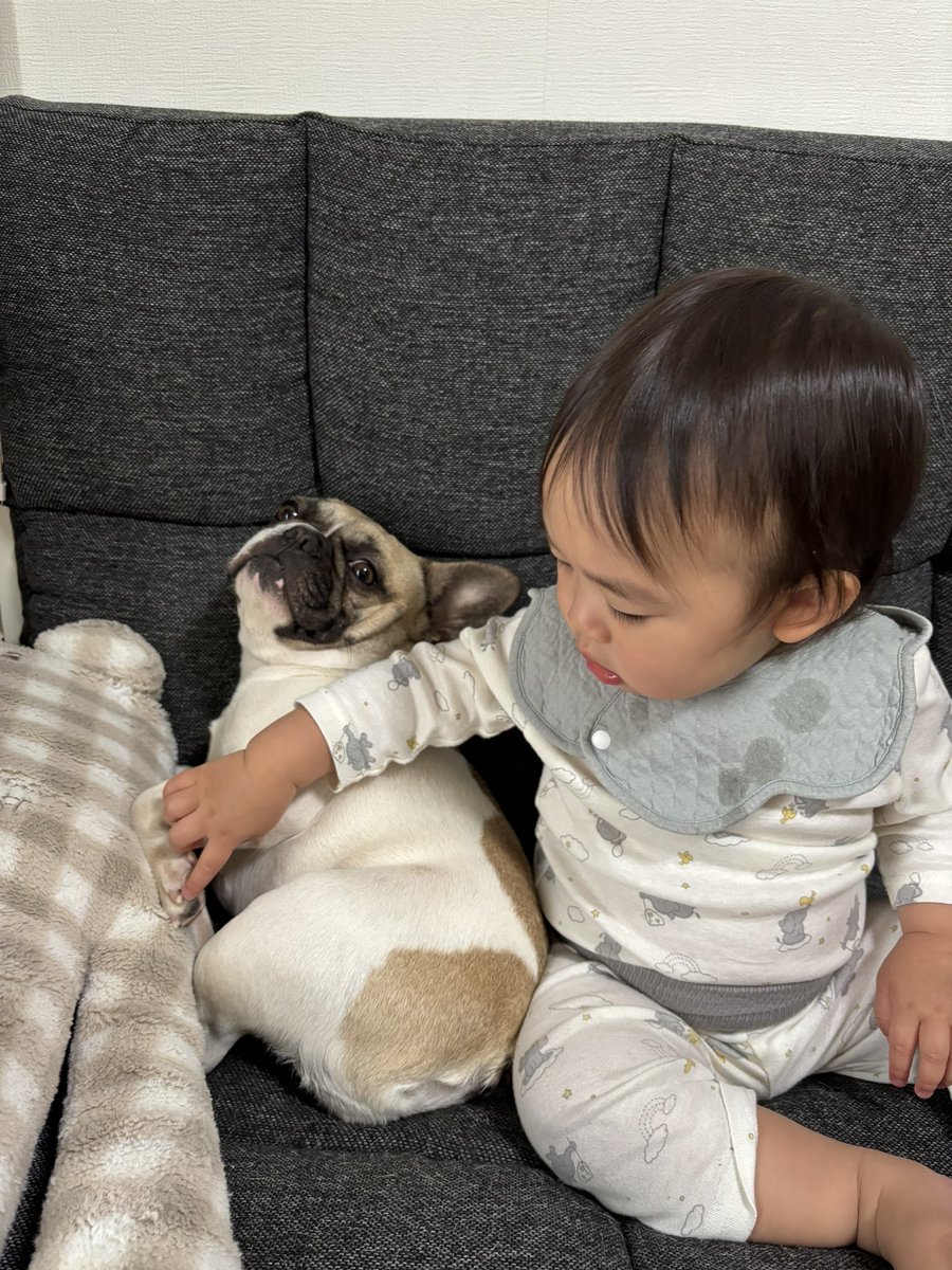 ししゃもん｜フレブル【ひめ】 tweet media