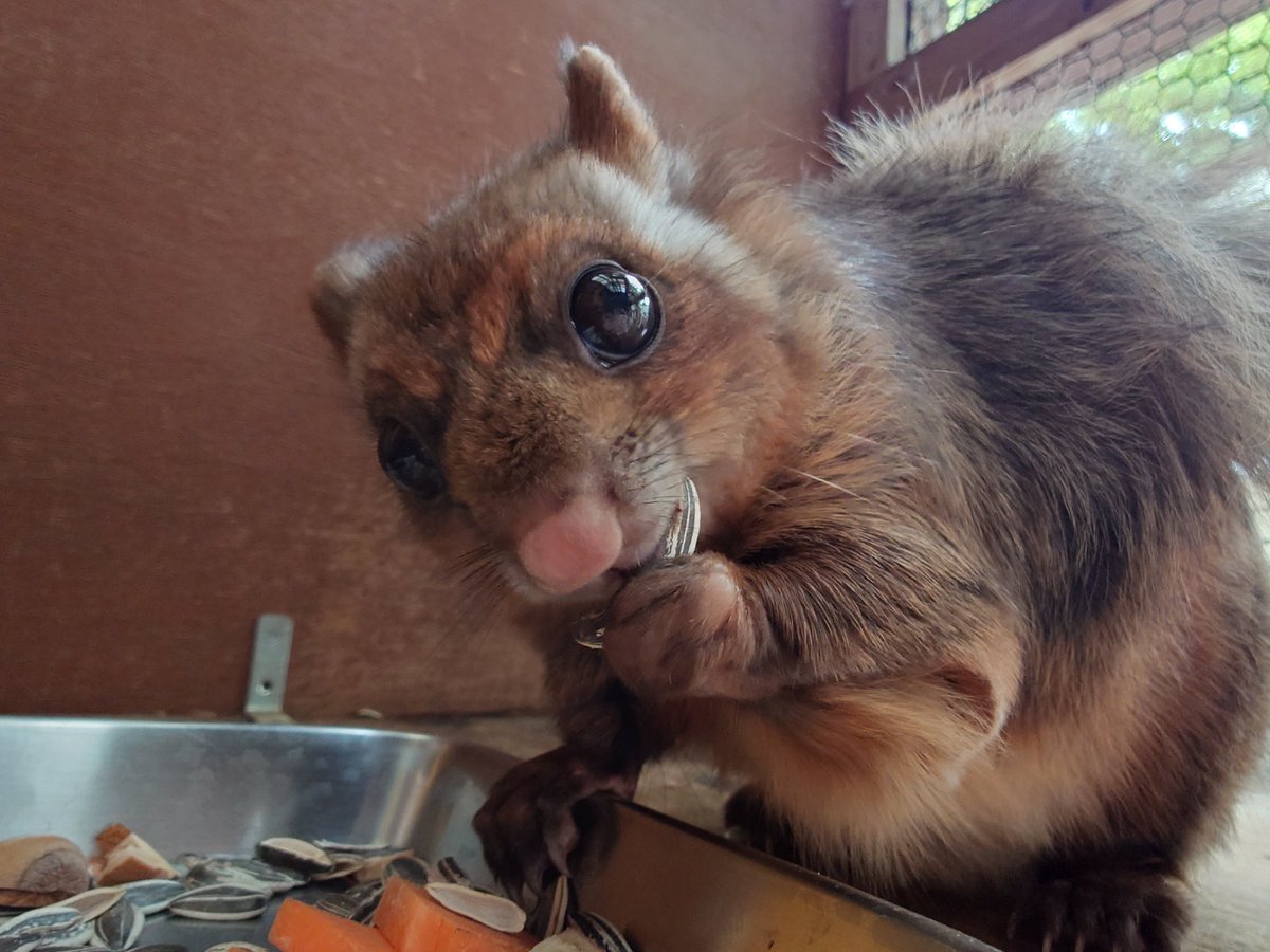 もふ曜日🫰✨

#ムササビ  #ドビー︎︎ #ドビーさん
#茶臼山動物園 #茶臼山恐竜園 #城山動物園