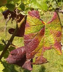 🍇 Vignes abandonnées : le #Sénat adopte un texte pour encourager l’arrachage.
Le texte prévoit une nouvelle amende pour lutter efficacement contre les #vignes en friches qui facilitent le développement de la flavescence dorée
swll.to/M1vsD0 
<a href="/jurisvin/">JURISVIN</a>