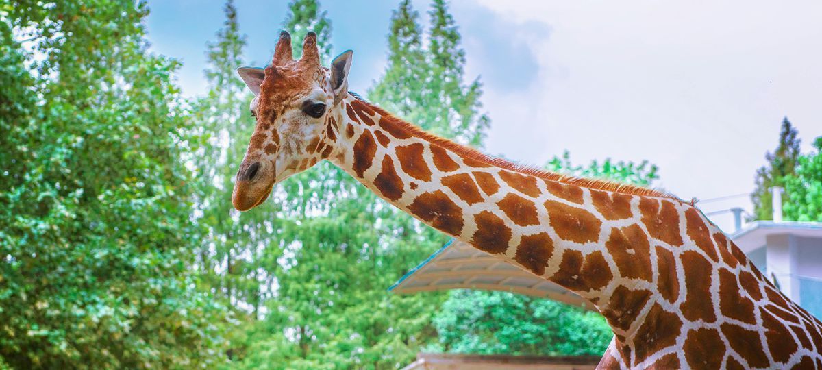 Nederlanders besteedden in de afgelopen drie jaar ruim €3,1 miljard bij de grootste attractieparken en dierentuinen. Toverland kwam als koploper uit de bus. Dit blijkt uit de Nationale Benchmark Attractieparken en Dierentuinen.
bit.ly/bestedingen-da…