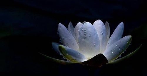 △اِهدم مابناه الغير في وعيك
و ابني قصر وعيك الحديث"بنفسك"
△اِخفض رأسك لله وآياته وعبره 
لا تخفض رأسك لبشر
لا تقول آمين"إلا"لرب العالمين
△لاتجعل بينك وبين ربك"وُسطاء"
△اِبحث عن الله بنفسك
ستراه ببصيرتك"لا"بصرك
△استفتي قلبك"دائماً"
سيرشدك الله"إن"أسكنته قلبك