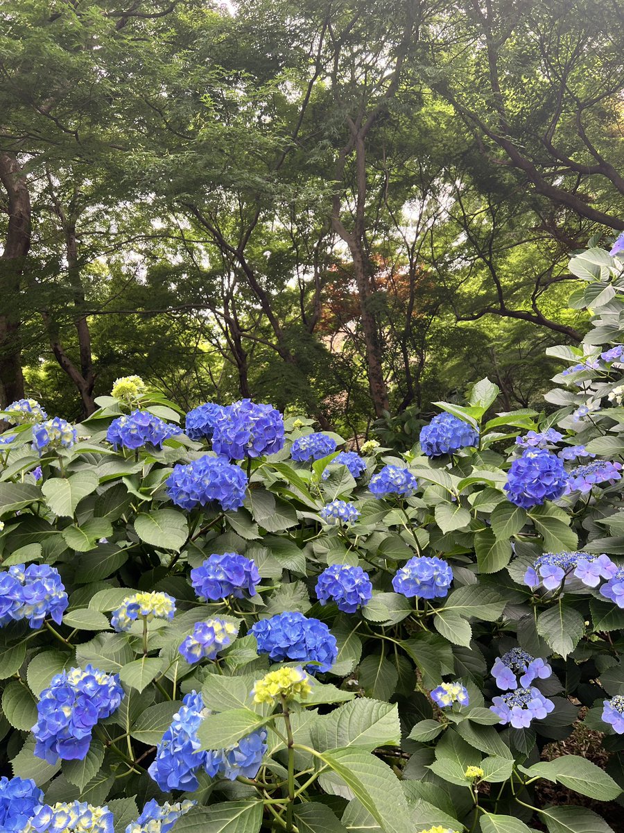 邱小黑 tweet media