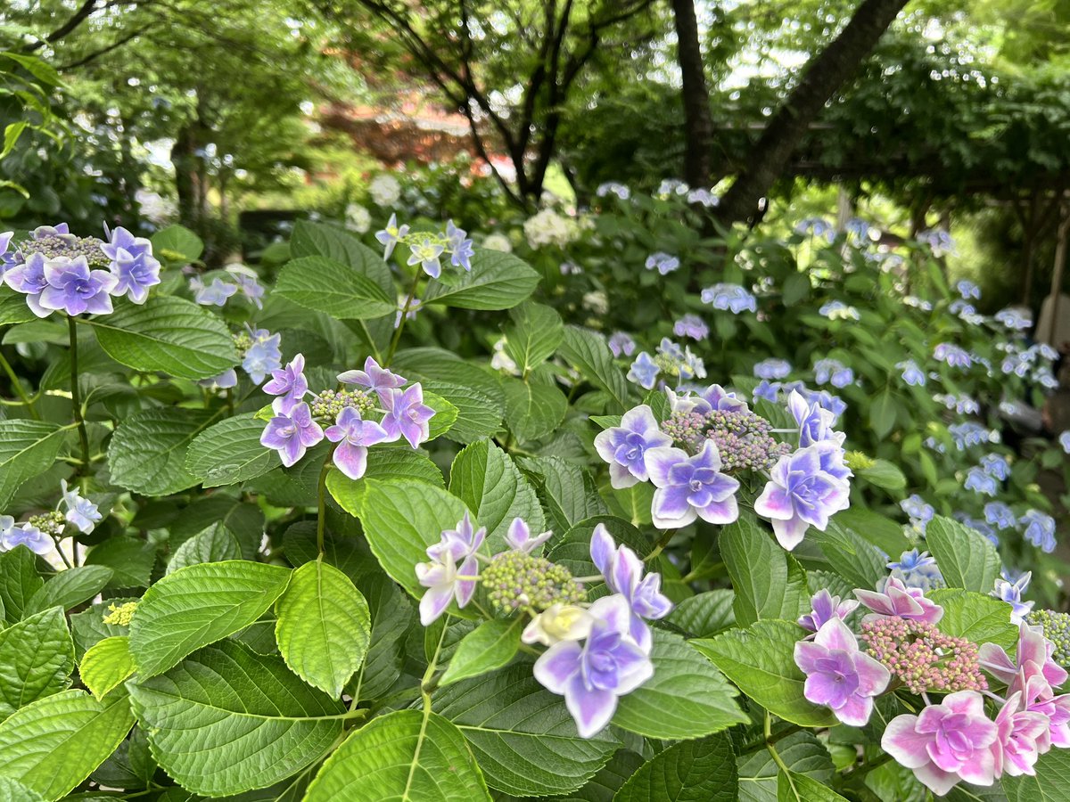 邱小黑 tweet media