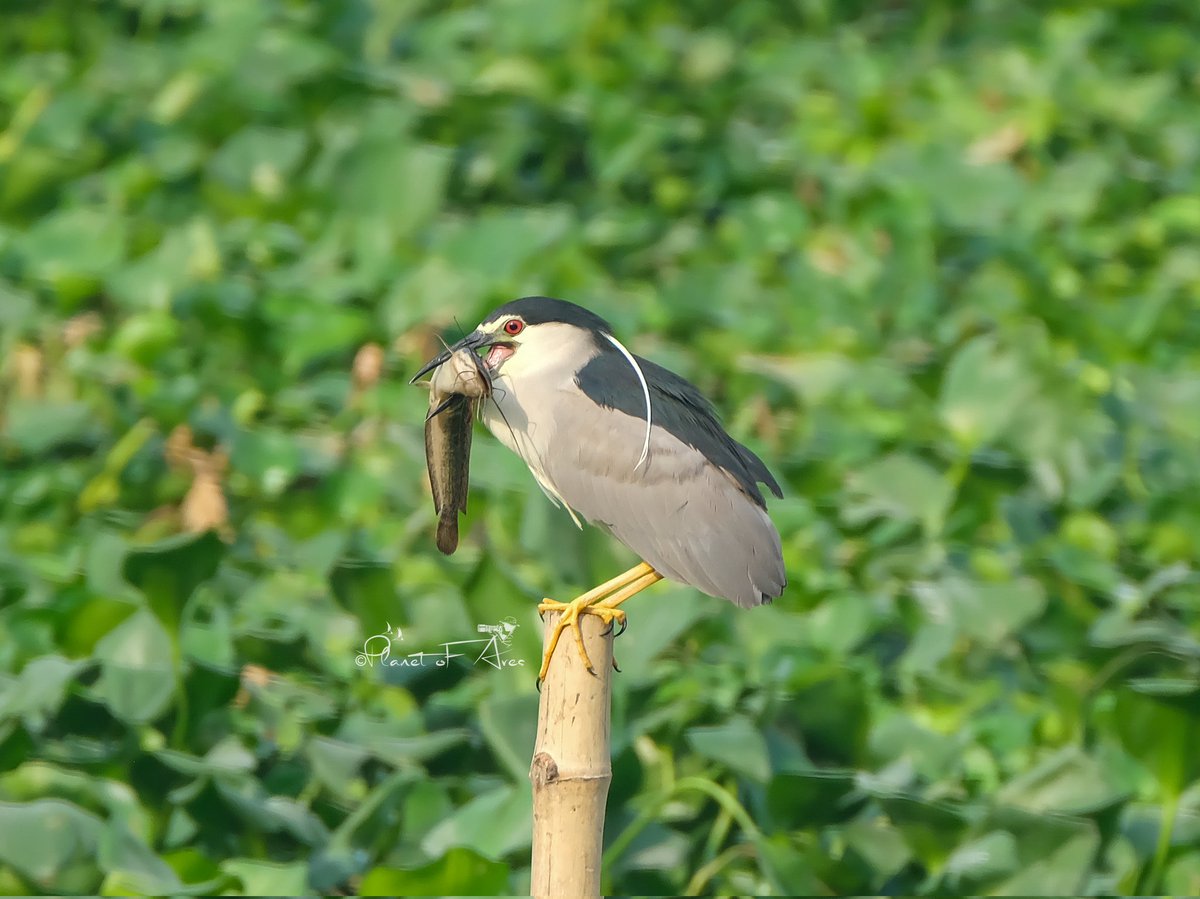 Vivek Raghuvanshi tweet media