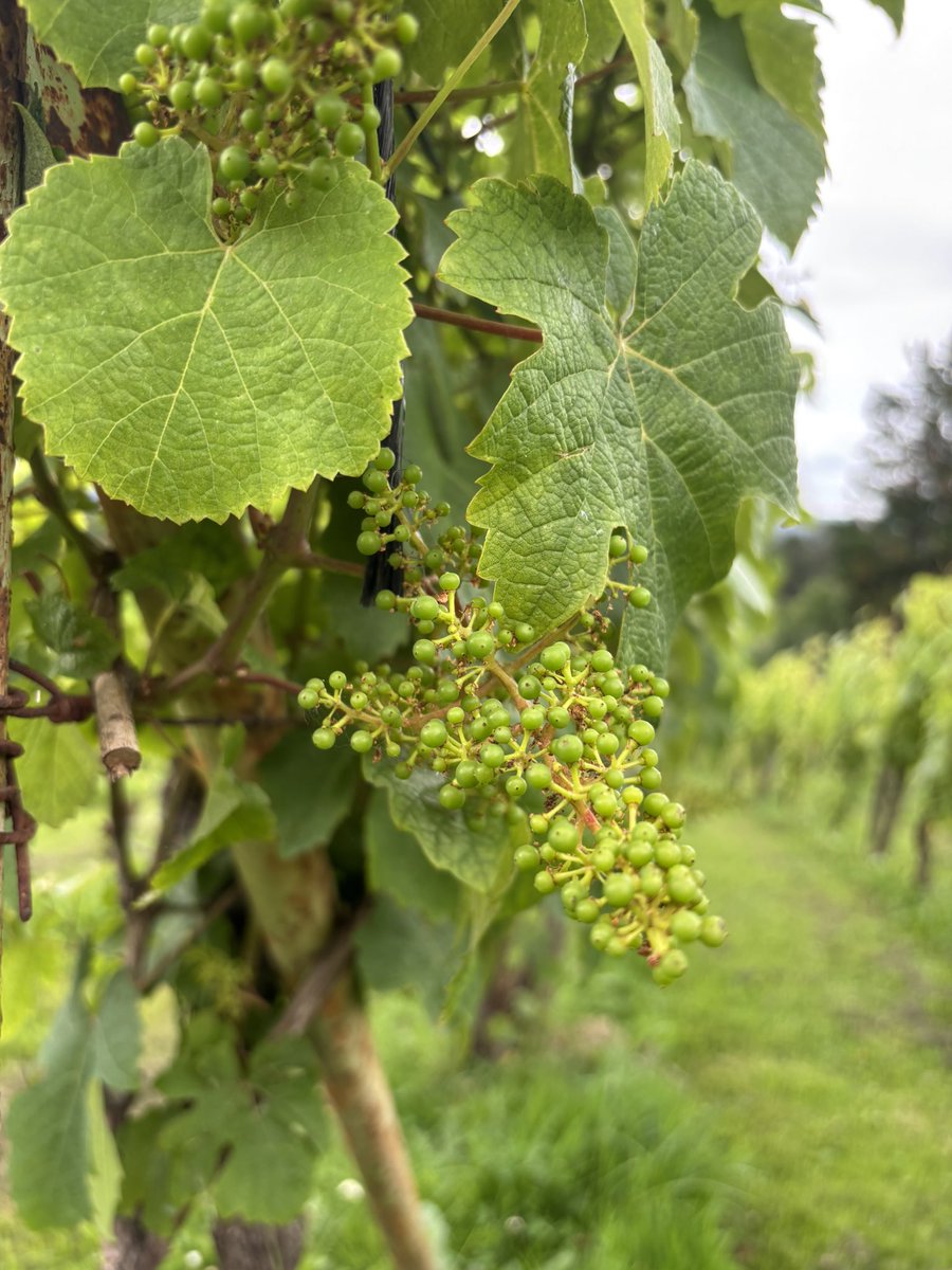 Así de bonita está nuestra viña Eguzkitza #txakoli #bizkaia #ResiduoCero #viticultura