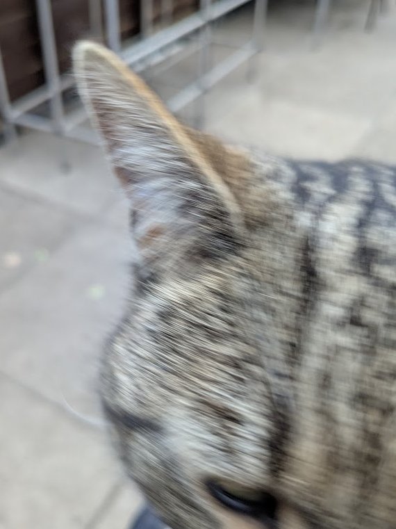 (Amanda) 

I haven't done any selfies lately so I thought I would try again. I shouldn't have bothered. All I can recognise is my ear.

Betty says I need to keep trying and one day I'll take a good one. I'm not so sure, I think she's just being kind.