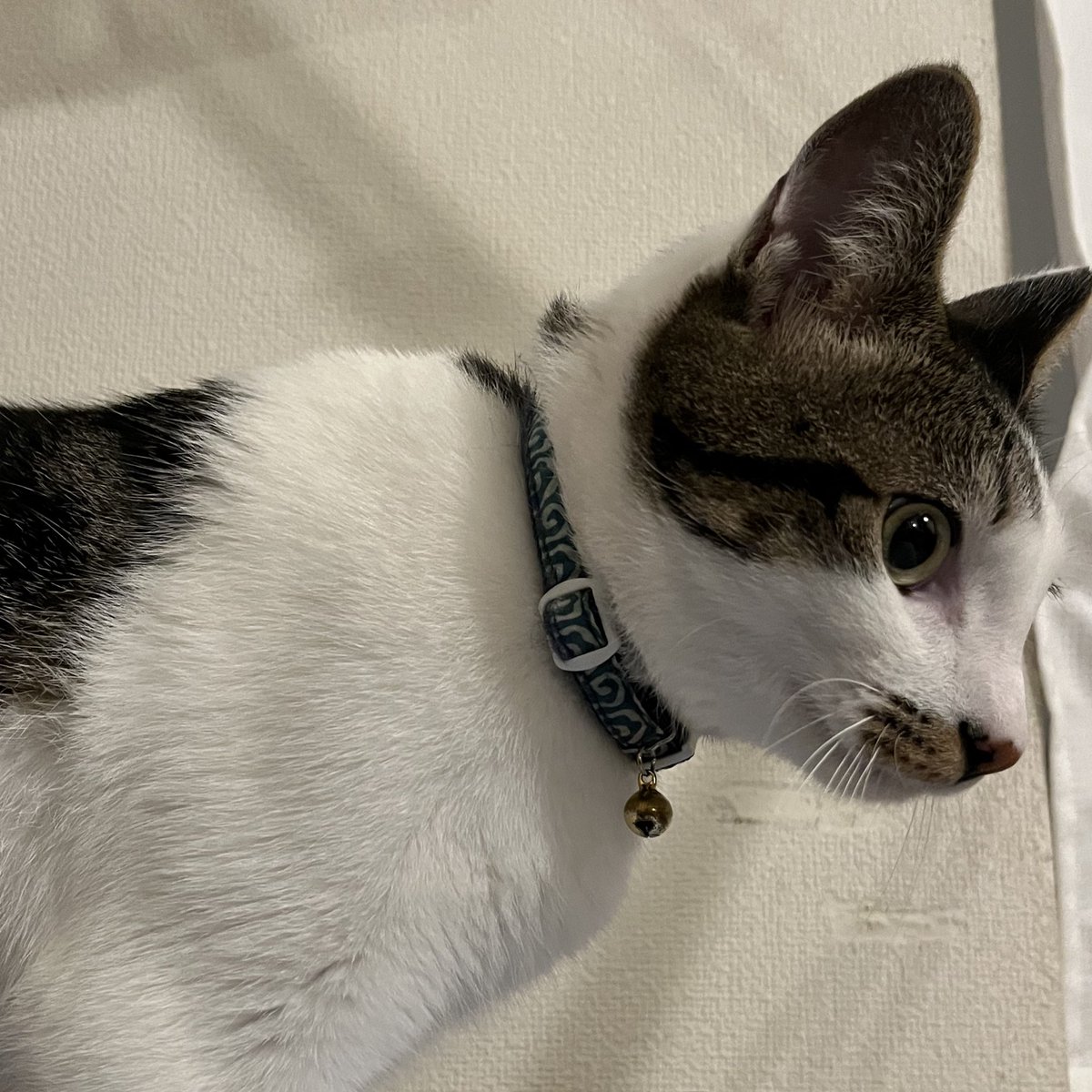 sofubi (@sofubi9997) on Twitter photo 