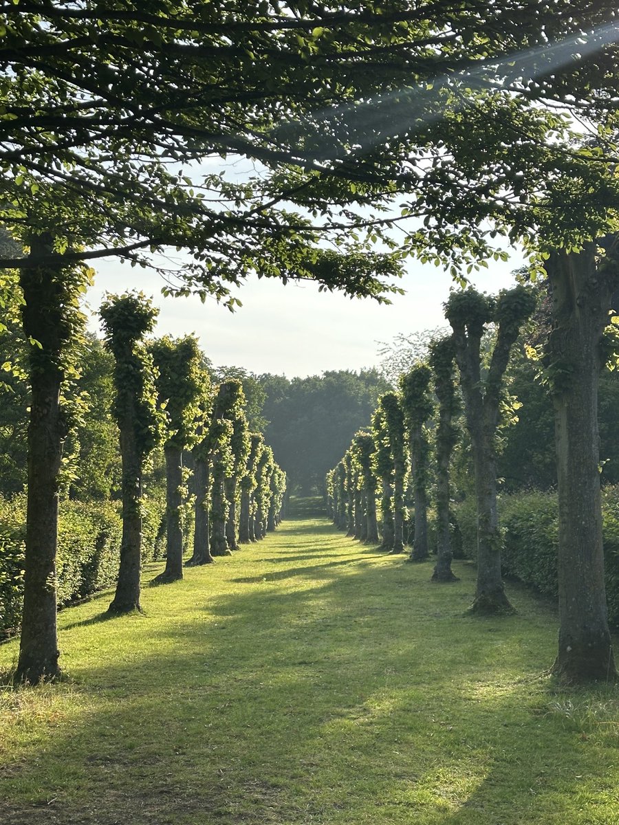 First thing today - the pollarded lime avenue at ⁦<a href="/AlthorpHouse/">Althorp</a>⁩