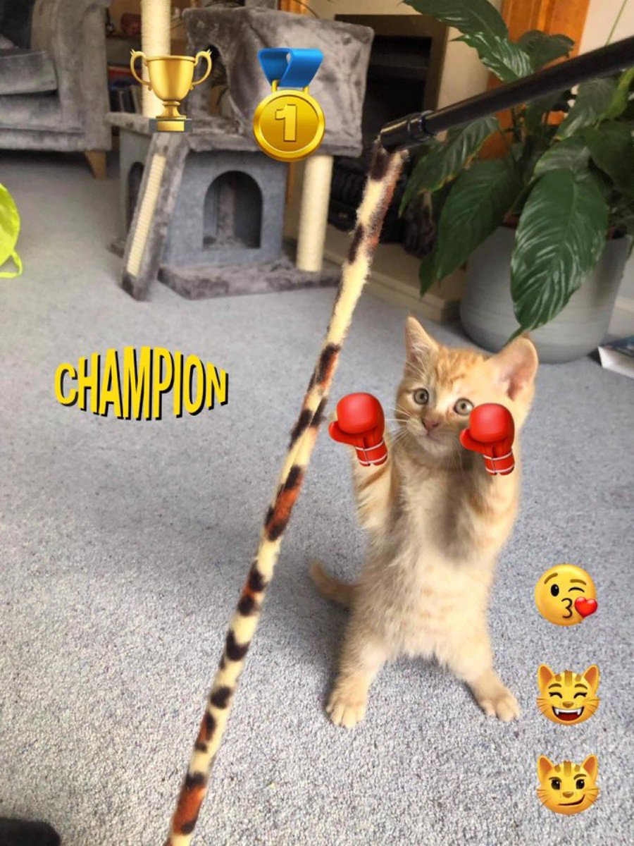 It’s #ThrowbackThursday ad here’s my first bout against the bald 👨‍🦲 one.  I won of course. And am still undefeated champion of the world.  Unlucky baldy 😹😹.  Have a purrfect day furriends #CatsOfX #CatsofTwitter