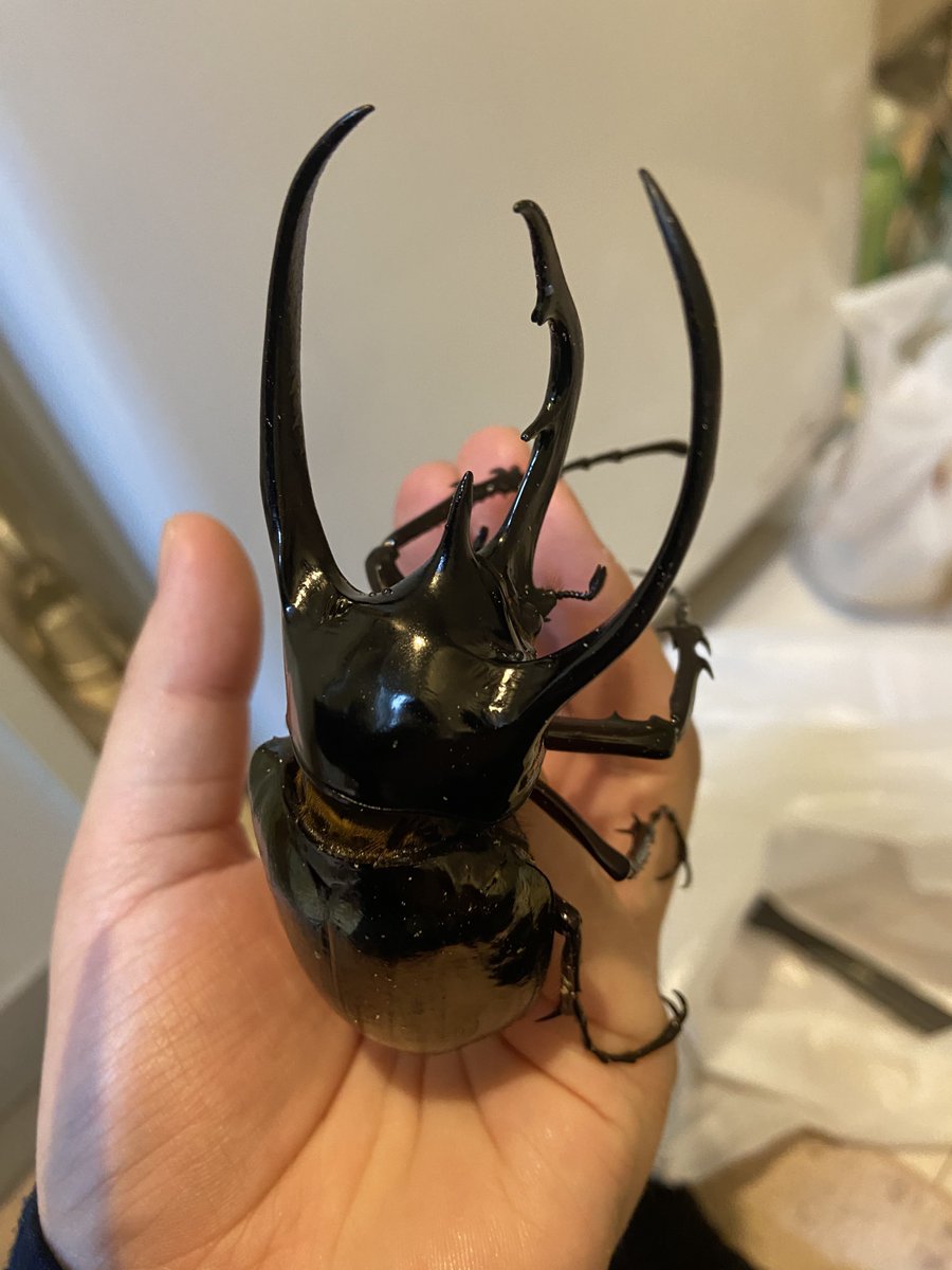 Big beetle