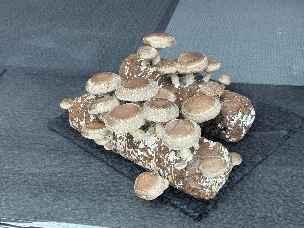 きのこ I went mushroom hunting and there was a bumper crop of