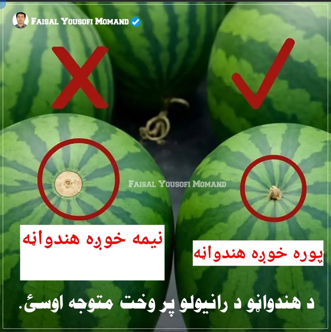 محترمو ملګرو تاسی پوهیژی چی 
موسم دهندواڼو د ی نو که تاسی ته دانه معلومیژی چی کومه یی سمه اوخوژه ده نو دلته ئی زده کړی
اوکه بله طریقه درته معلومه وی راته کمنټ یی کړه😐😐