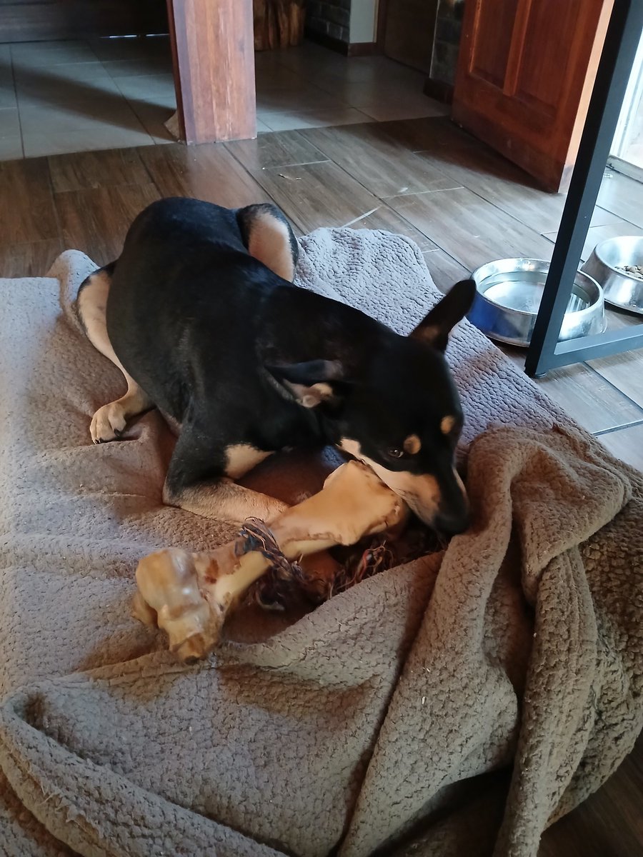 Brought the furbaby with me to the office today. Nice and cosy for a cold work day, with a big bone 🐶🦴

#cosy #IndieGameDev  #furbaby