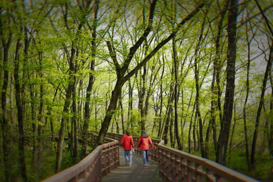 FancyNHuu's tweet image. Office warriors’ weekend hack: ditch the work vibe, run wild in the wetlands! 🌾💨
#WeekendEscape #WorkDetox #IntoTheWild