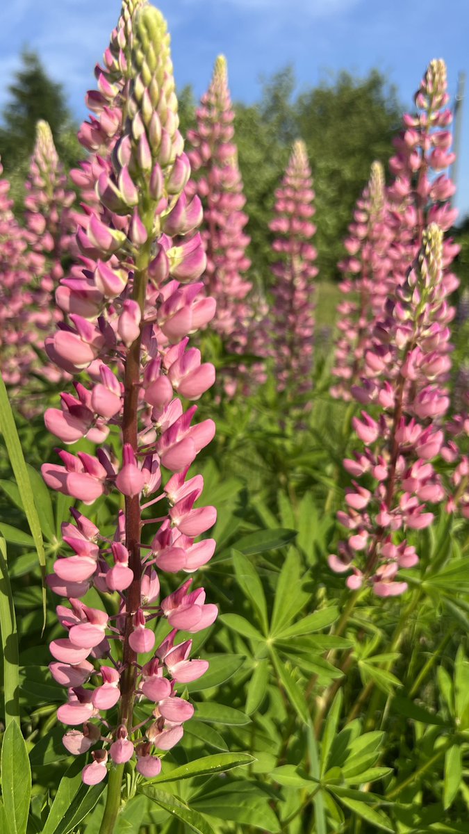 July_EBASH's tweet image. Люблю эти цветы, как их? А, люмпены 🌸