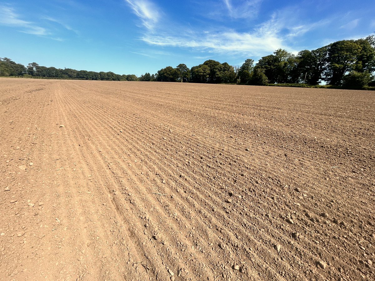 25Ac winter barley wholecropped and reseeded with #SummerBarley and undersown with a #RedClover 2-3yr lay, half #Ploughed and the other half #Mintll. Went in the same day with the same amount of manure.