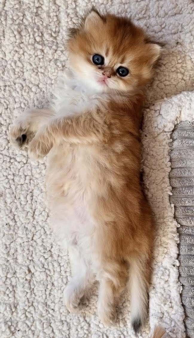 Good morning friends. Sunny &amp; breezy this Thursday morning in London. Not much change folks in the international arena. Middle East &amp; Ukraine wars continue. What’s happening in the US? 
Praying for the vulnerable.
Praying for peace.
Baby Jack sends his love.
#CatsOfTwitter