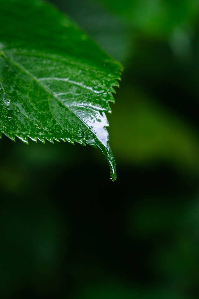 休日雨。

カメラ持って雨の中の散歩

ポツリと雨の音しかしない
ひんやりとした空気。