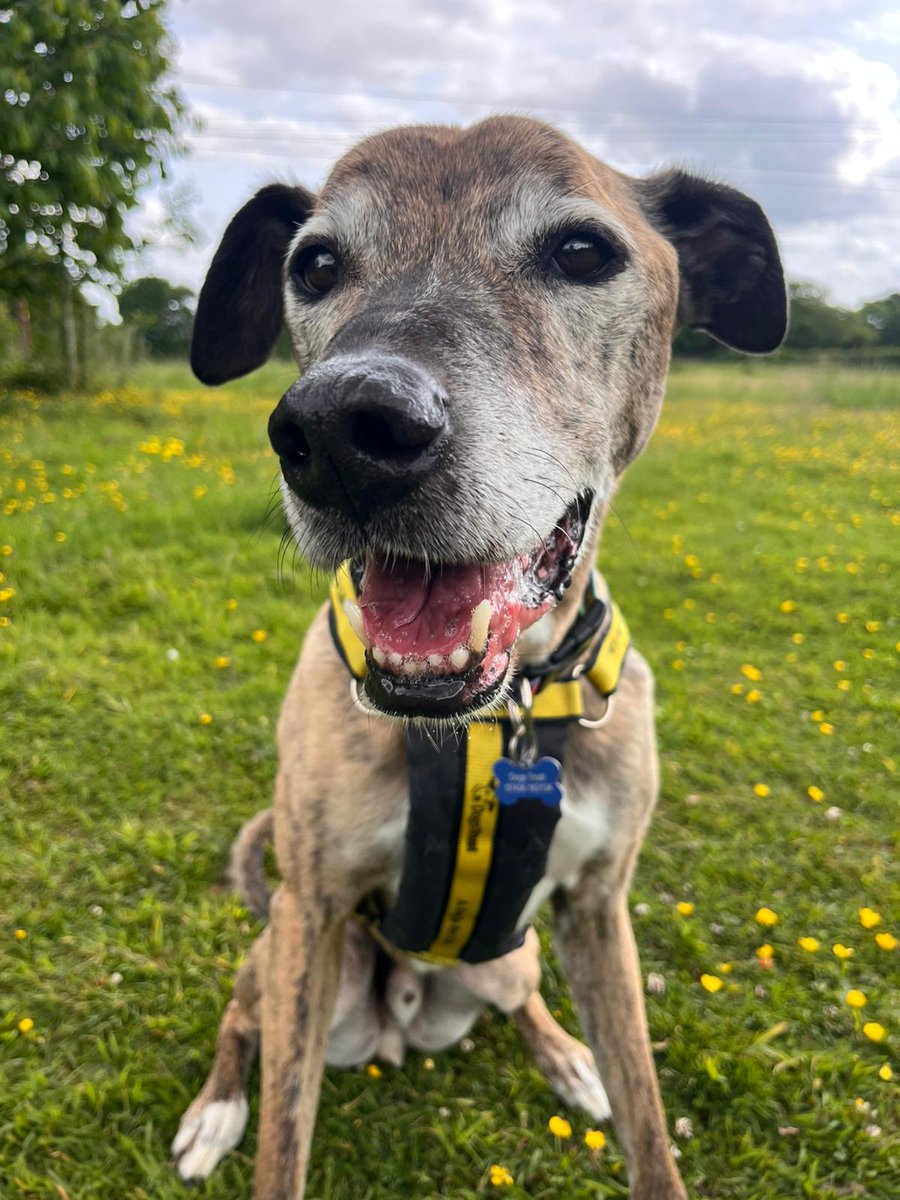 Tiger wanted to say hello! 🐶🖐

Meet him 👉 bit.ly/4djc9Kw

#RescueDog #AdoptDontShop #Leeds #RescueDogOfTheDay #Lurcher  <a href="/DogsTrust/">Dogs Trust 💛🐶</a>