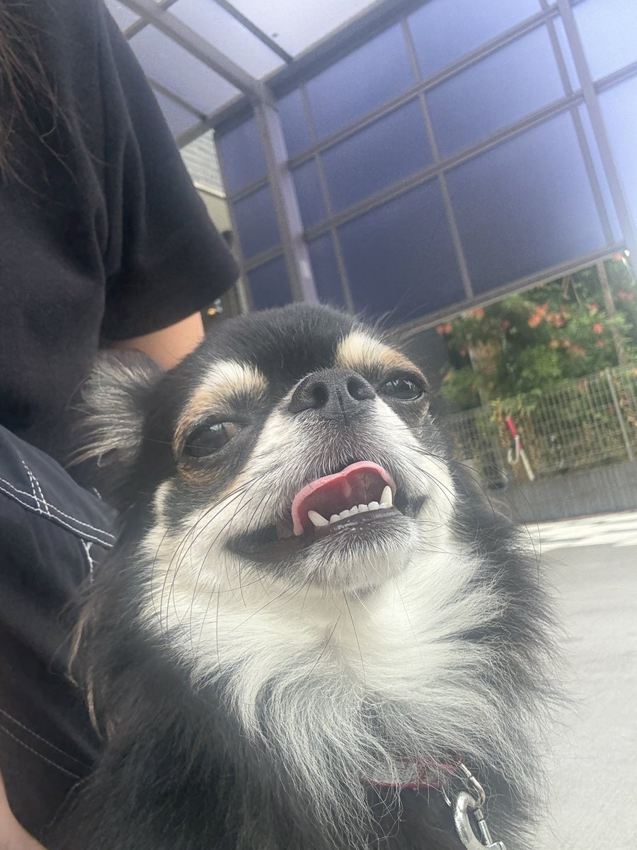 毎日🚽するところに🌱生えてきた！
どんどん大きくなってる😨