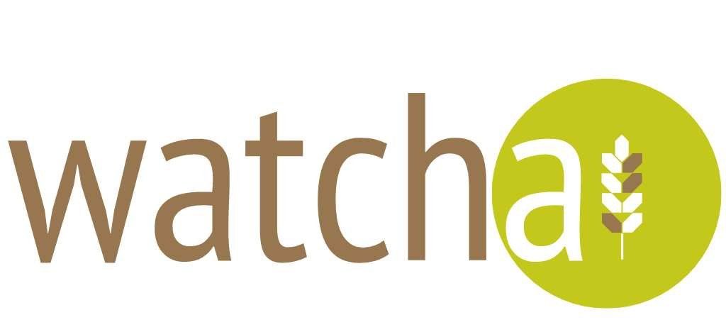 Wheat Initiative (@wheatinitiative) on Twitter photo 🛡️ WATCH-A enhances wheat disease resistance through collaborative research. 🧬
Learn more: wheatinitiative.org/watcha 🛡️ WATCH-A enhances wheat disease resistance through collaborative research. 🧬
Learn more: wheatinitiative.org/watcha