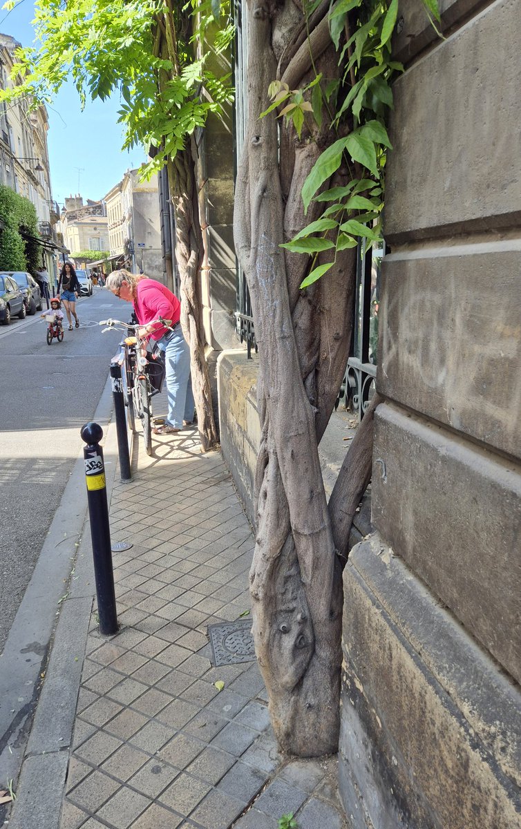NandaSluijsmans's tweet image. Overal #klimplanten in de stadsstraatjes van #Bordeaux...en niet ielig😅...🤩🌿
#Stadsgroen