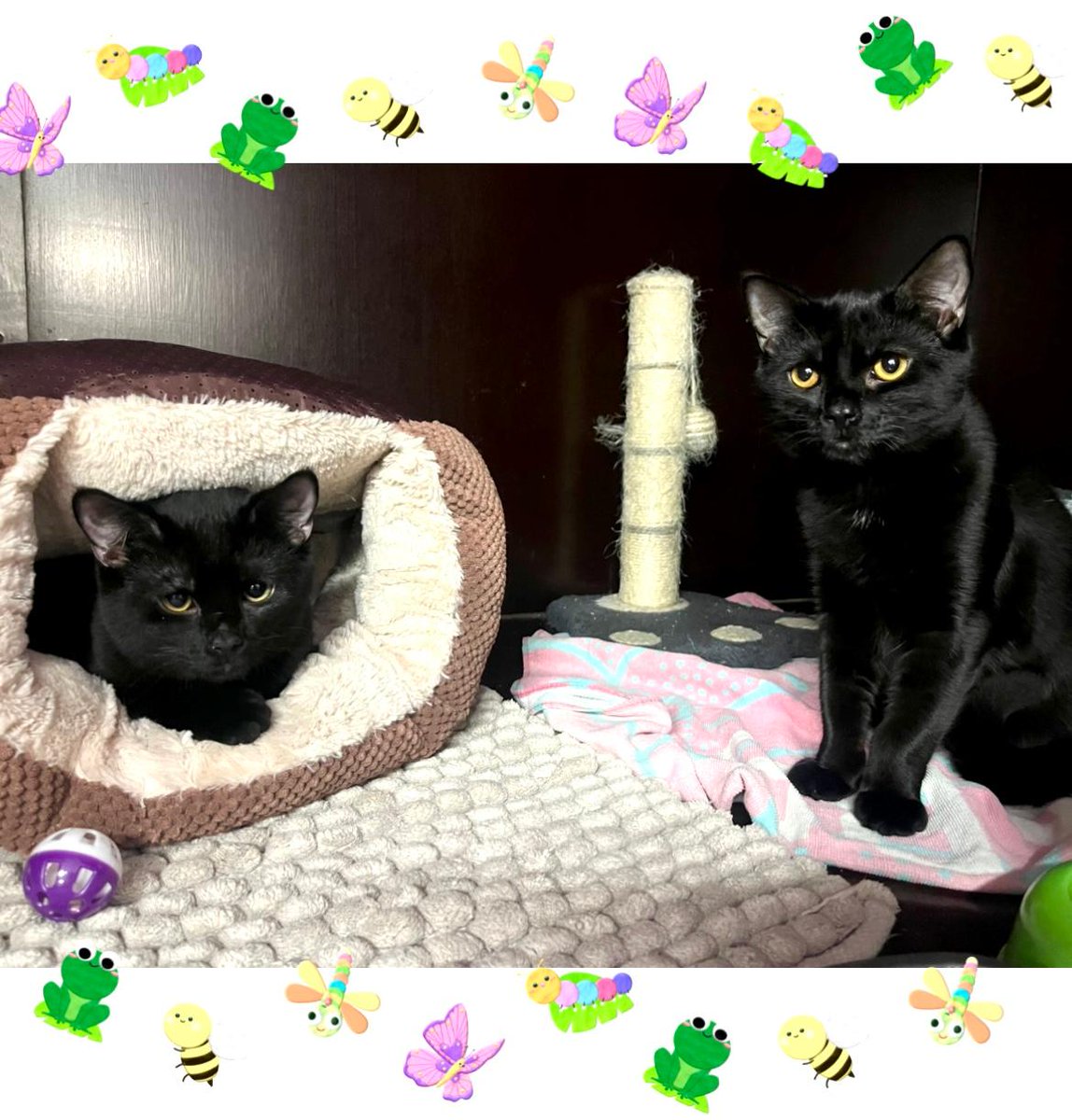 Meow 😺 Wishing you a fur-tastic ☀️Thursday, love Chester 🐈‍⬛ &amp; Chestnut 🐈‍⬛🩵