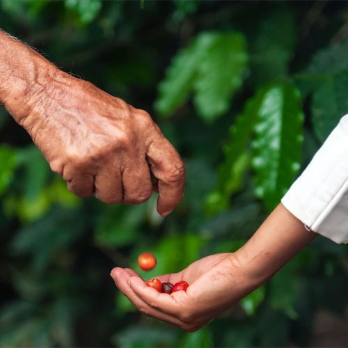 على شبكة الاعمال | بندر العتيبي في وجهة نظر
السعودية موطن الاربيكا  
تعرف على مشكلة 2050 العالمية، وكيف تساهم رؤية المملكة 2030 في صياغة مستقبل القهوة العالمي. المقال ⬇️
arabnm.com/%d8%a7%d9%84%d…