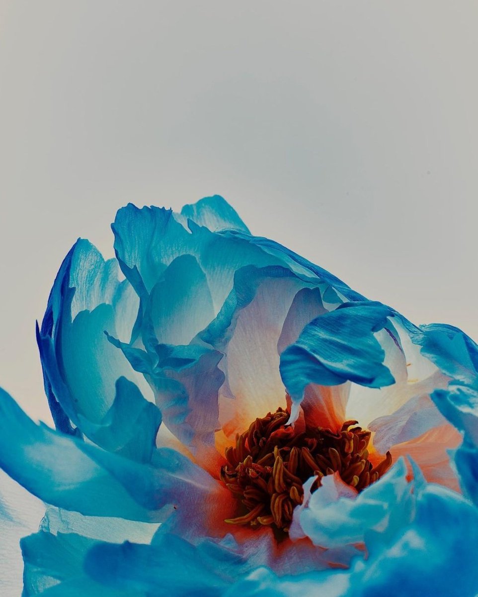 .

Nothing but flowers -  billy kidd

.