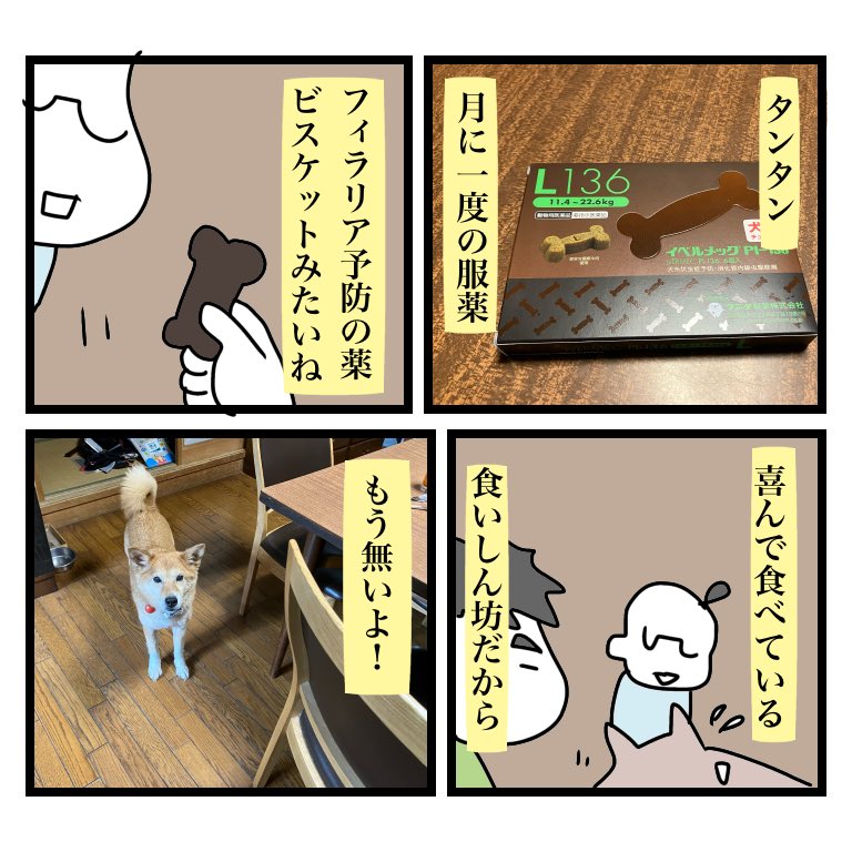 我が家の可愛いタンタンちゃん(元保護犬12歳)は薬を嫌がらず飲んでくれるので助かっていますが、検査の結果が年々悪くなっているので食事制限をすることに‥恨まないでネ 