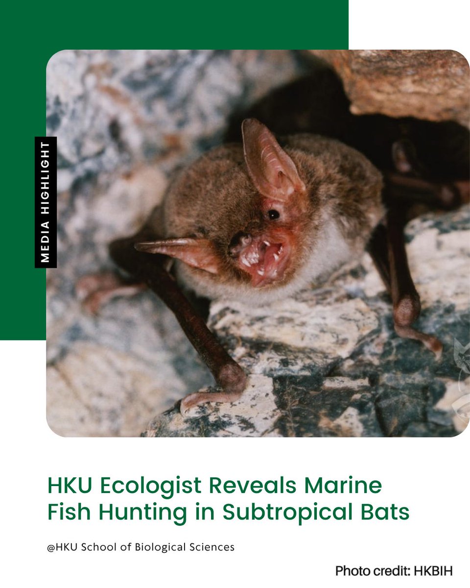 Prof. Simon Sin team of HKU School of Biological Sciences reveals that HK’s Rickett's big-footed bats (Myotis pilosus) hunt marine fish like flying fish &amp; mullets, &amp; even water striders!
傳媒報道 Full story：ynews.page.link/Qe1UJ
詳情 Read more
doi.org/10.1002/edn3.7…