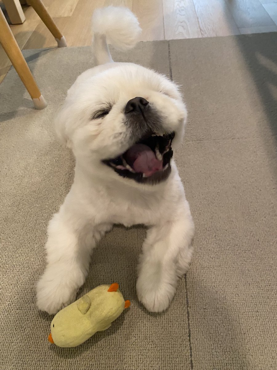 ジャイアン - Search / X