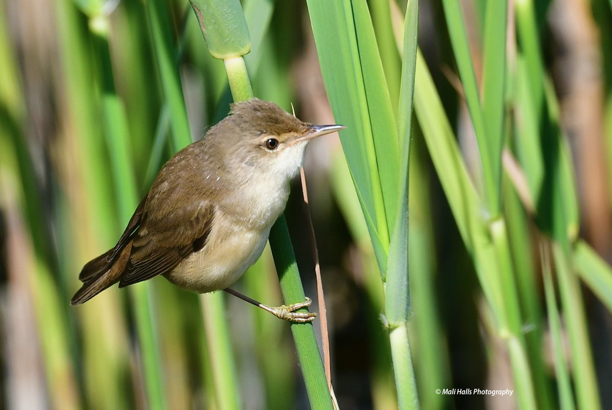 Reed Warbler.

#BirdTwitter #Nature #Photography #wildlife #birds #TwitterNatureCommunity #birding #NaturePhotography #birdphotography #WildlifePhotography #Nikon