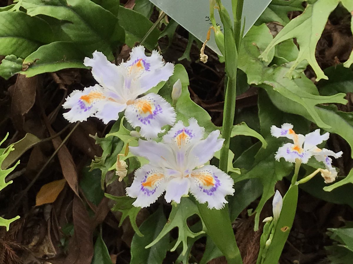 突然ですがお花って可愛い綺麗だけじゃなくて時々不気味だったりもしませんか？

こちらは可愛いとちょっと不気味の絶妙な匙加減で気に入っている(好きなんかい)、シャガの花です。

写真フォルダ見てたら出てきたので。

…写真で見ると普通にかわいいな。