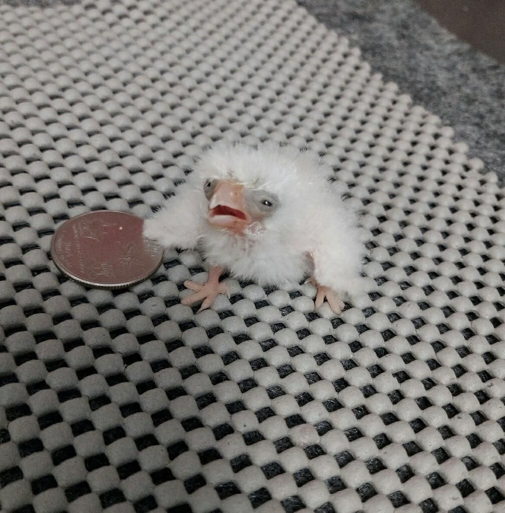 BigStretchDev's tweet image. this is how it #feels to #promote your #indiegame online instead of #working on the actual #indiegame
(Follow us 4 more #indietips and relatable #indiecontent 🤑)