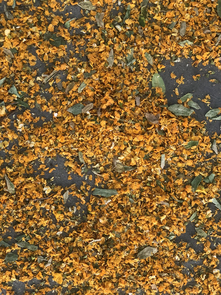 ToniBarreraEsco's tweet photo. Catifa de flors taronges des dels Jardins de #Màlaga a #Sants #BCN aquest matí per la plena floració de la #Tipuana (#TipuanaTipa) #Fenologia #FenoCat🌸👇🏻 https://t.co/TQ8k3CXWrb