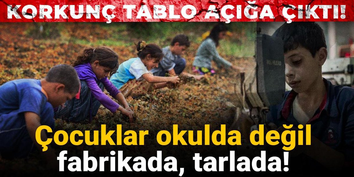 Korkunç tablo açığa çıktı: Çocuklar okulda değil fabrikada, tarlada
halktv.com.tr/gundem/korkunc…