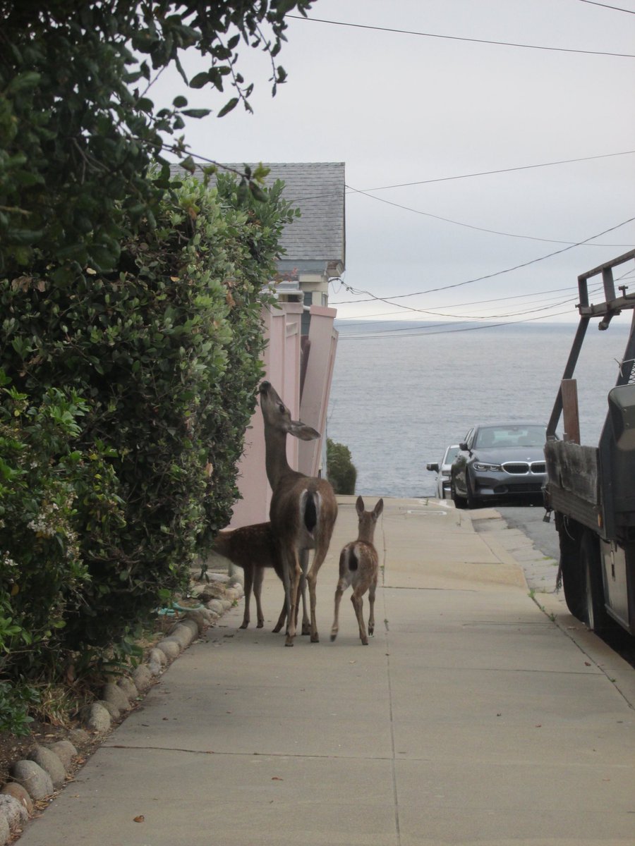 lesfemms's tweet photo. i saw babies in monterey! https://t.co/oIFGyI3Jji