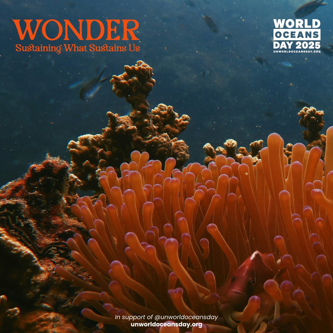 La journée mondiale de l’Océan du 8 juin dernier et l’ouverture de la 3e conférence des Nations unies sur l’océan (#UNOC3) sont l’occasion pour notre réseau de zoomer sur nos fonds documentaires : documentation.eauetbiodiversite.fr/zoom-thematiqu…
#UNOC3 #WorldOceansDay2025