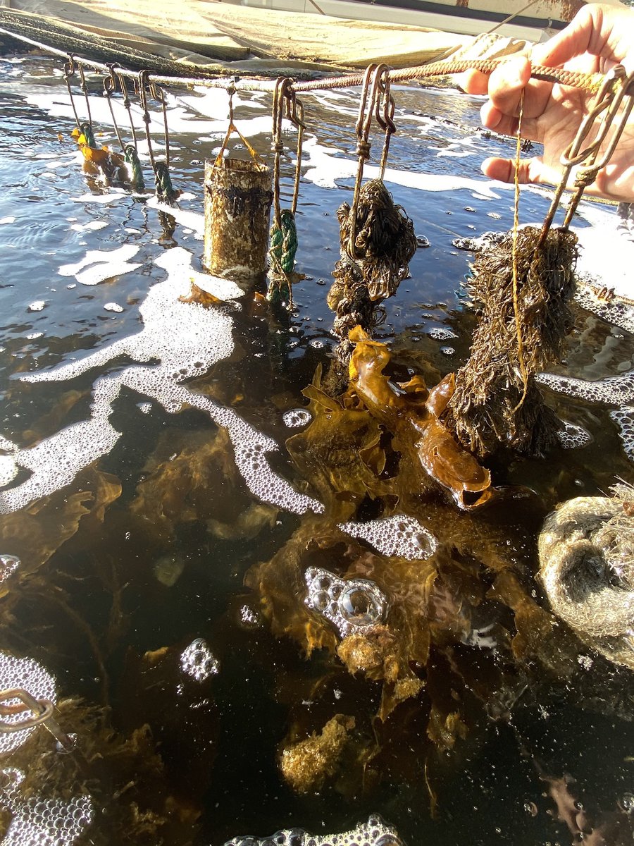 HannahNunn4's tweet photo. Next up for posting my drafts:

“The past 6 months in my first full time marine science role at SARDI Aquatic Sciences has been such a great learning curve! Upskilling, upskilling, upskilling 🐟🌱🌊⛴️🤿🐚” https://t.co/9NEWW6CnTG
