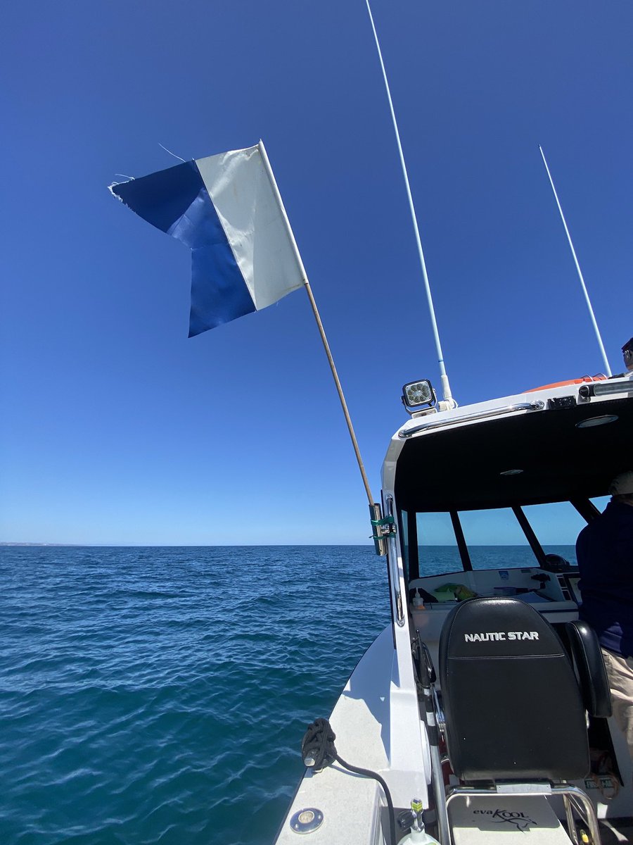HannahNunn4's tweet photo. Next up for posting my drafts:

“The past 6 months in my first full time marine science role at SARDI Aquatic Sciences has been such a great learning curve! Upskilling, upskilling, upskilling 🐟🌱🌊⛴️🤿🐚” https://t.co/9NEWW6CnTG