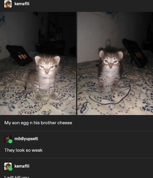 CATBRAINCELL's tweet image. 