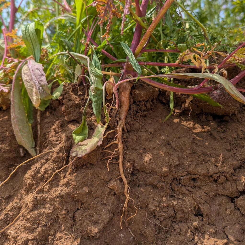 RootScientists's tweet image. #NewProfilePic