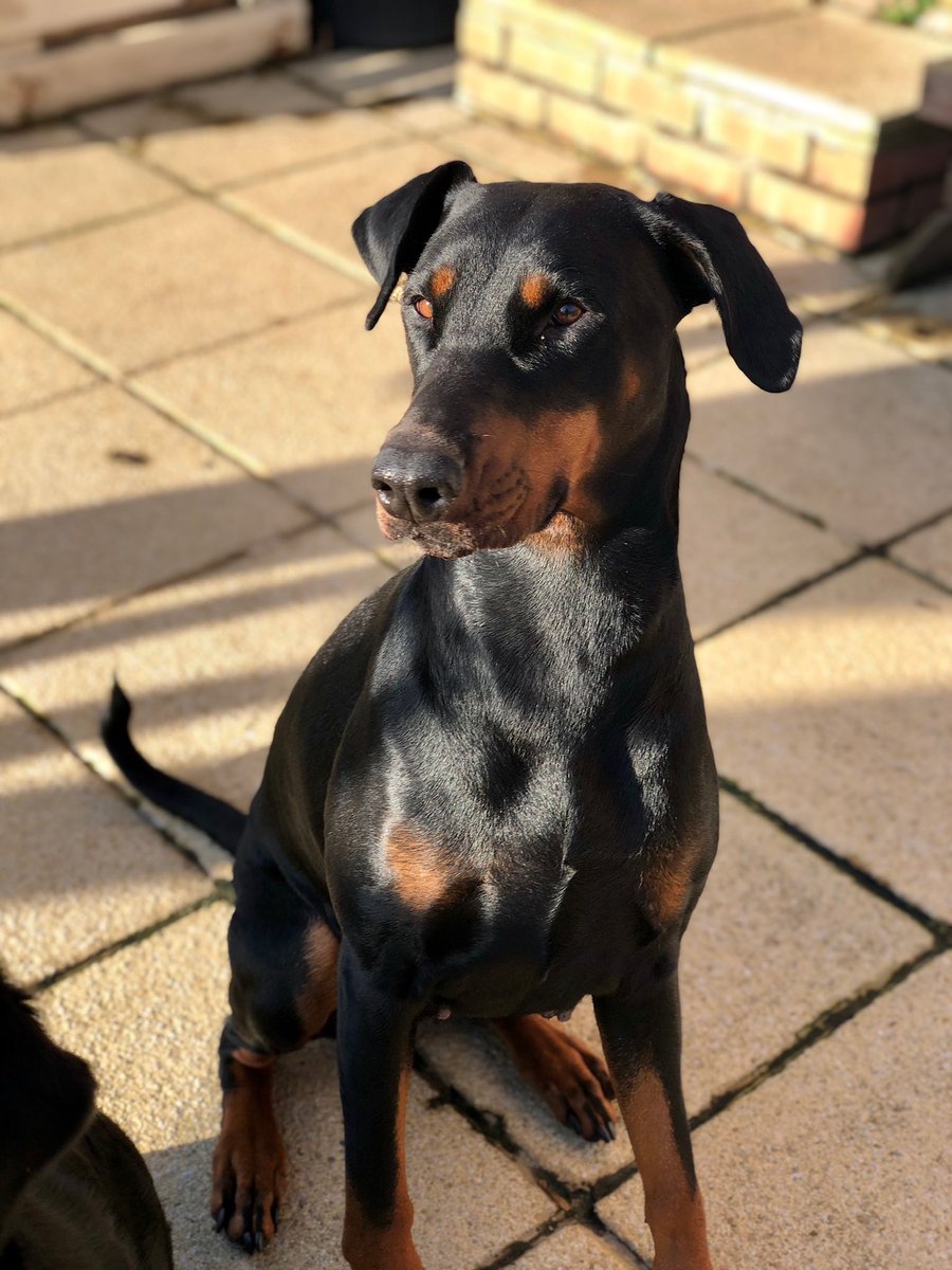 2 years without you. Miss you so much doberdemon. There will never be another like you ❤️