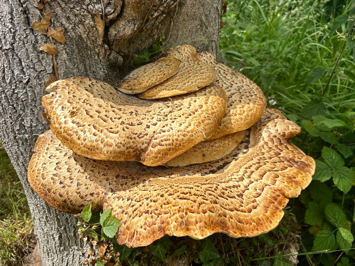 Day 12 #30DaysWild took this photograph of some tree fungus, sometimes called ‘pheasant’s back’ because the brown scales give an appearance of a pheasant’s plumage🌳🍄‍🟫