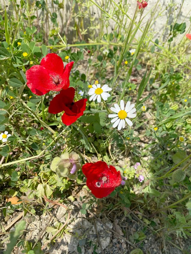 Kıymetlinin kıymetini, kıymetliler bilir.