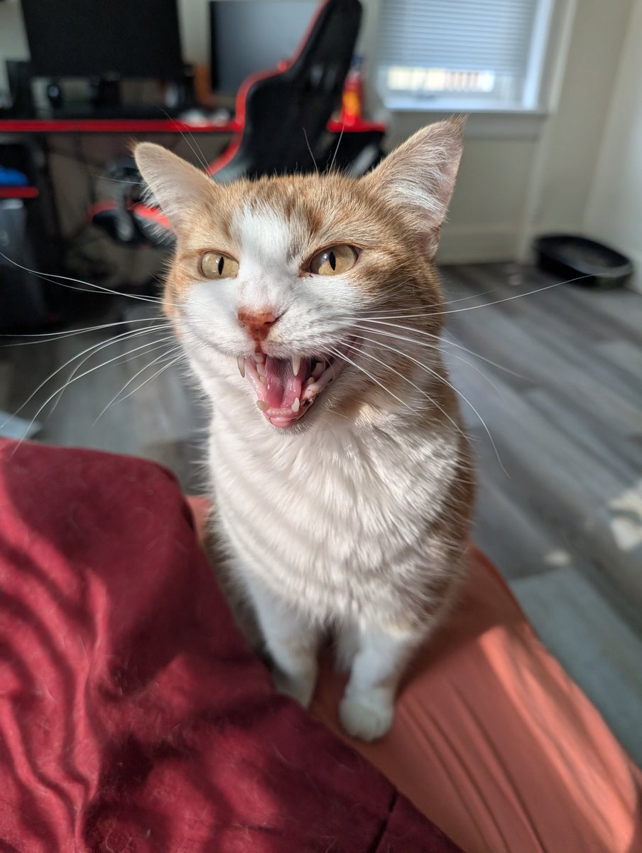 SpicyKiwi🥝 tweet media