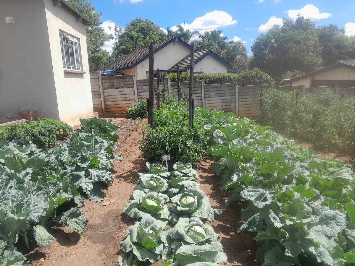 They say seeing is believing. Look at  some beautiful  scenes at our Nursery  Demo site.  For all your  quality seedlings we are your plug.  Place your order on +263771821354/+263772239698. #farming #SEEDLINGS #seedlinghub