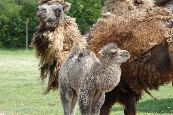 Living Magazines (@livingmagazines) on Twitter photo A 'chatty’ male Bactrian camel calf has been born at Whipsnade Zoo to first-time mum Orla, and dad Oakley > livingmags.info/bactrian-camel… #CamelCalf #Whipsnade <a href="/zslwhipsnadezoo/">Whipsnade Zoo</a> A 'chatty’ male Bactrian camel calf has been born at Whipsnade Zoo to first-time mum Orla, and dad Oakley > livingmags.info/bactrian-camel… #CamelCalf #Whipsnade <a href="/zslwhipsnadezoo/">Whipsnade Zoo</a>